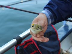 Senioren Meer 2018 054