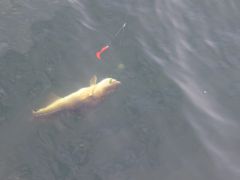 Senioren Meer 2018 088