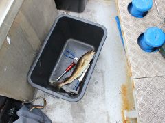 Meeresangeln Senioren 2019 077