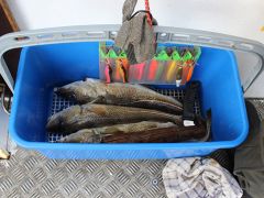 Meeresangeln Senioren 2019 089