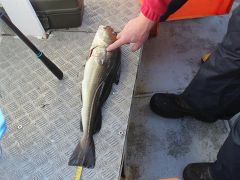 Meeresangeln Senioren 2019 111